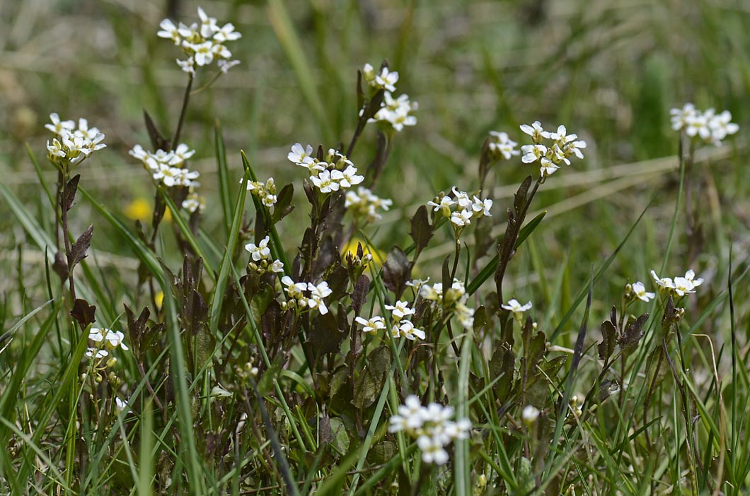 Da identificare - Arabis sp.